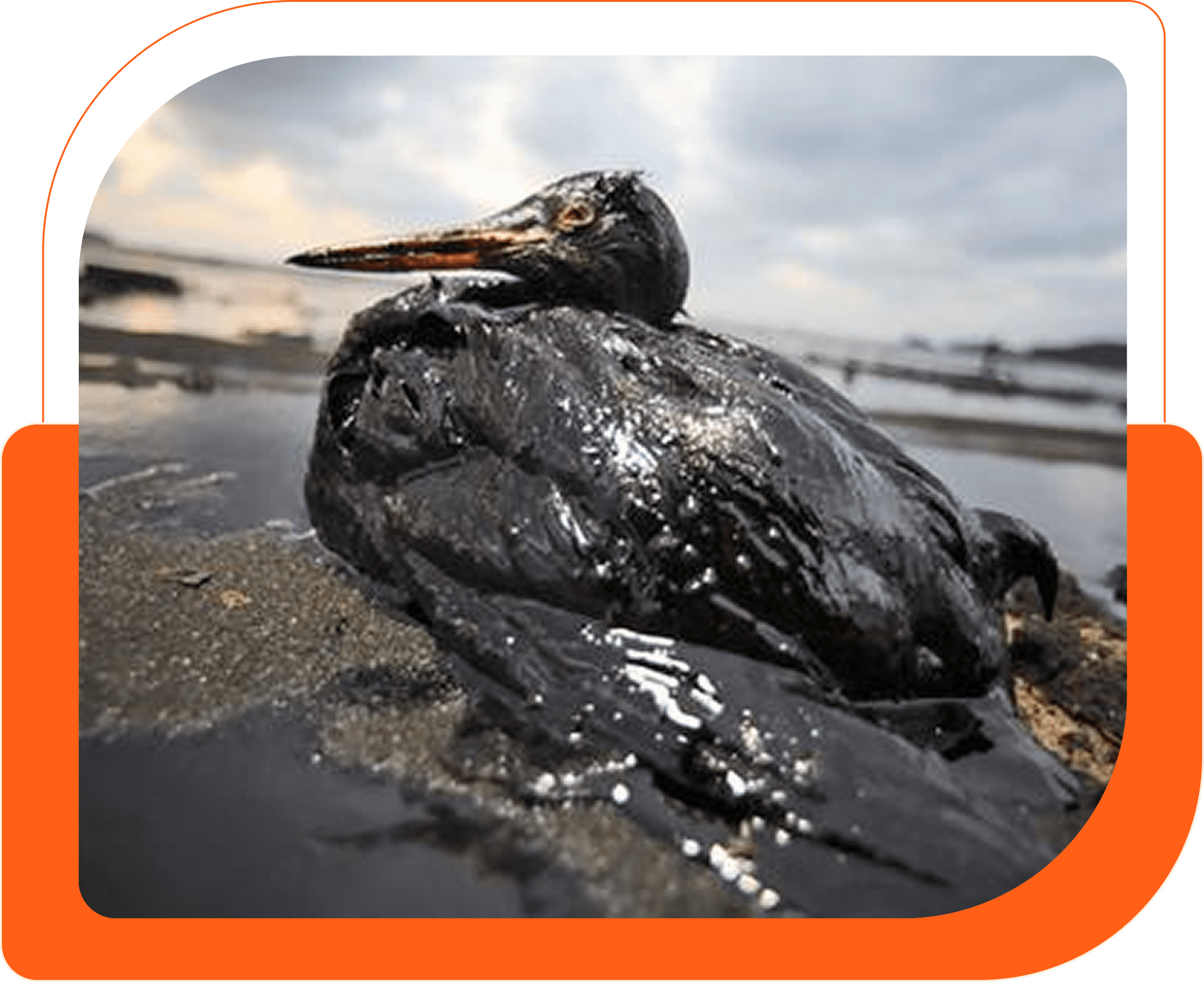 Bird covered in oil on the beach.